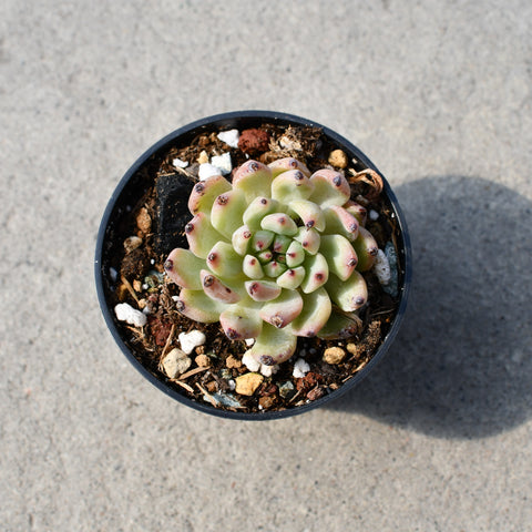 Echeveria cuspidata 'Zaragosa'