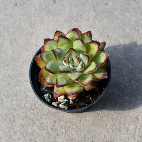 Echeveria 'Christmas'