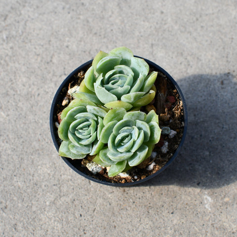 Echeveria 'Twin Berry'