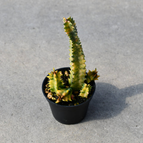 Huernia zebrina 'variegata'