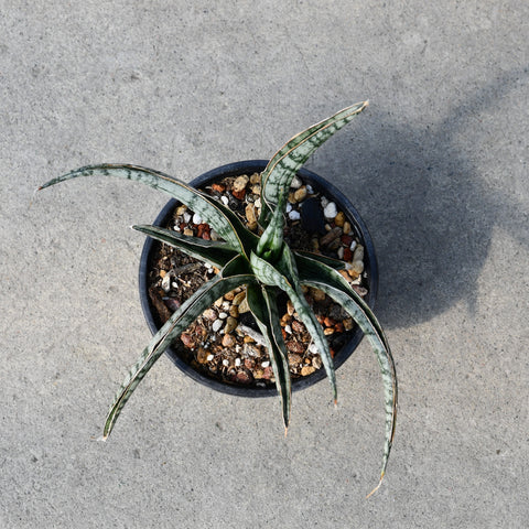 Sansevieria 'Crocodile Rock'