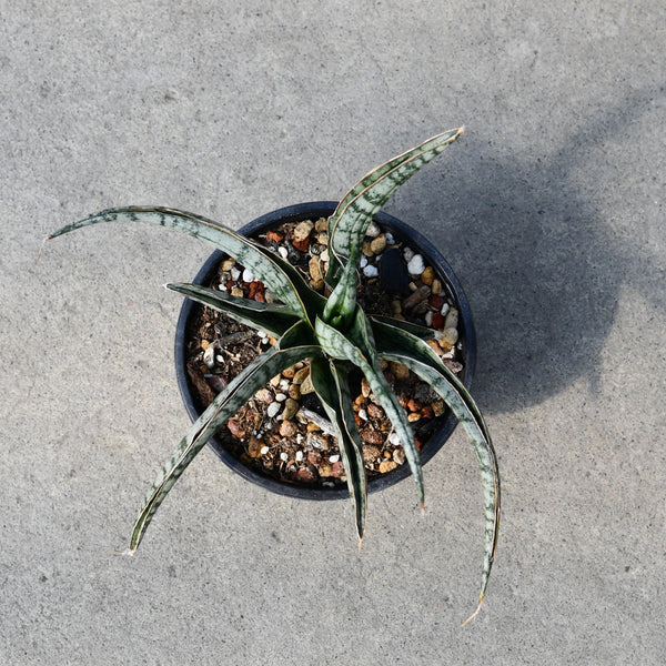 sansevieria crocodile rock Sansevieria 'Crocodile Rock' – Serres Lavoie