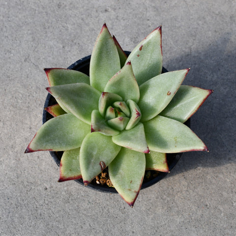 Echeveria agavoides 'Ebony'