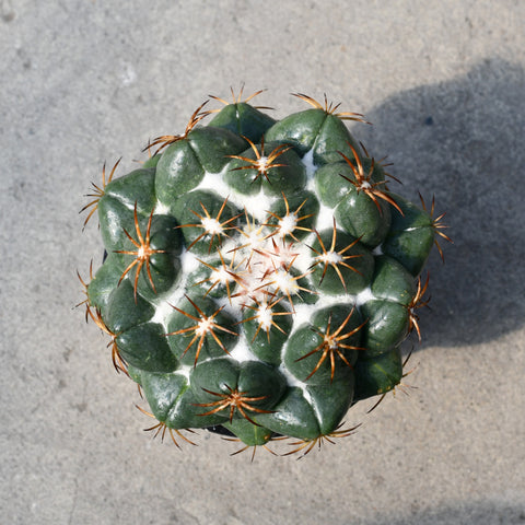 Coryphantha elephantidens