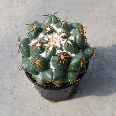 Coryphantha elephantidens