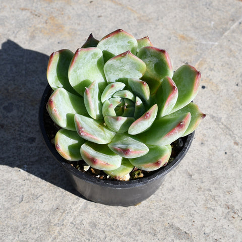 Echeveria 'Chihuaensis'