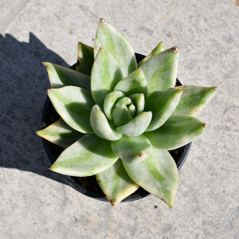 elk succulent Echeveria agavoides 'Elk Soul' Variegata – Serres Lavoie