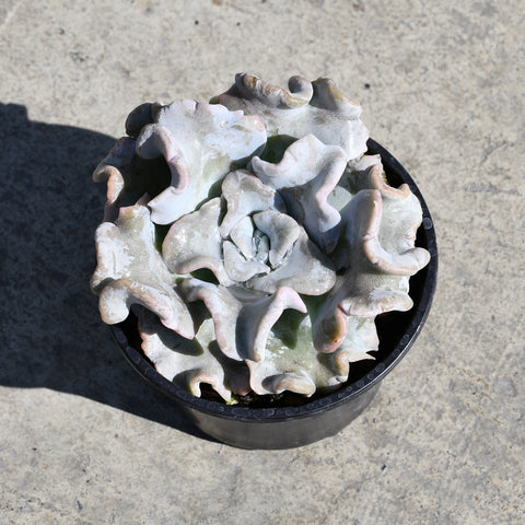 Echeveria 'Crispate Beauty'
