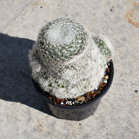 Mammillaria lenta