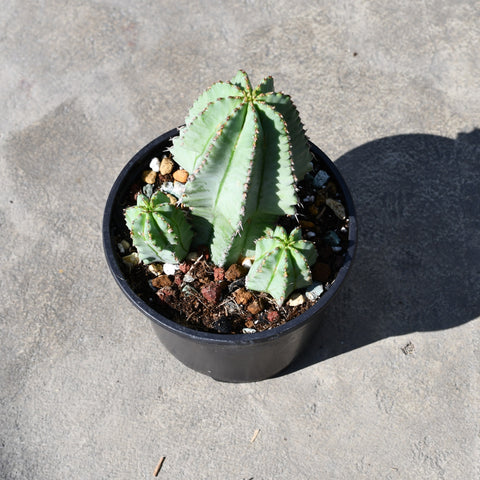 Euphorbia fruticosa f. inermis