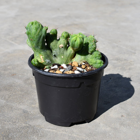 Trichocereus bridgesii f. monstruose cristata