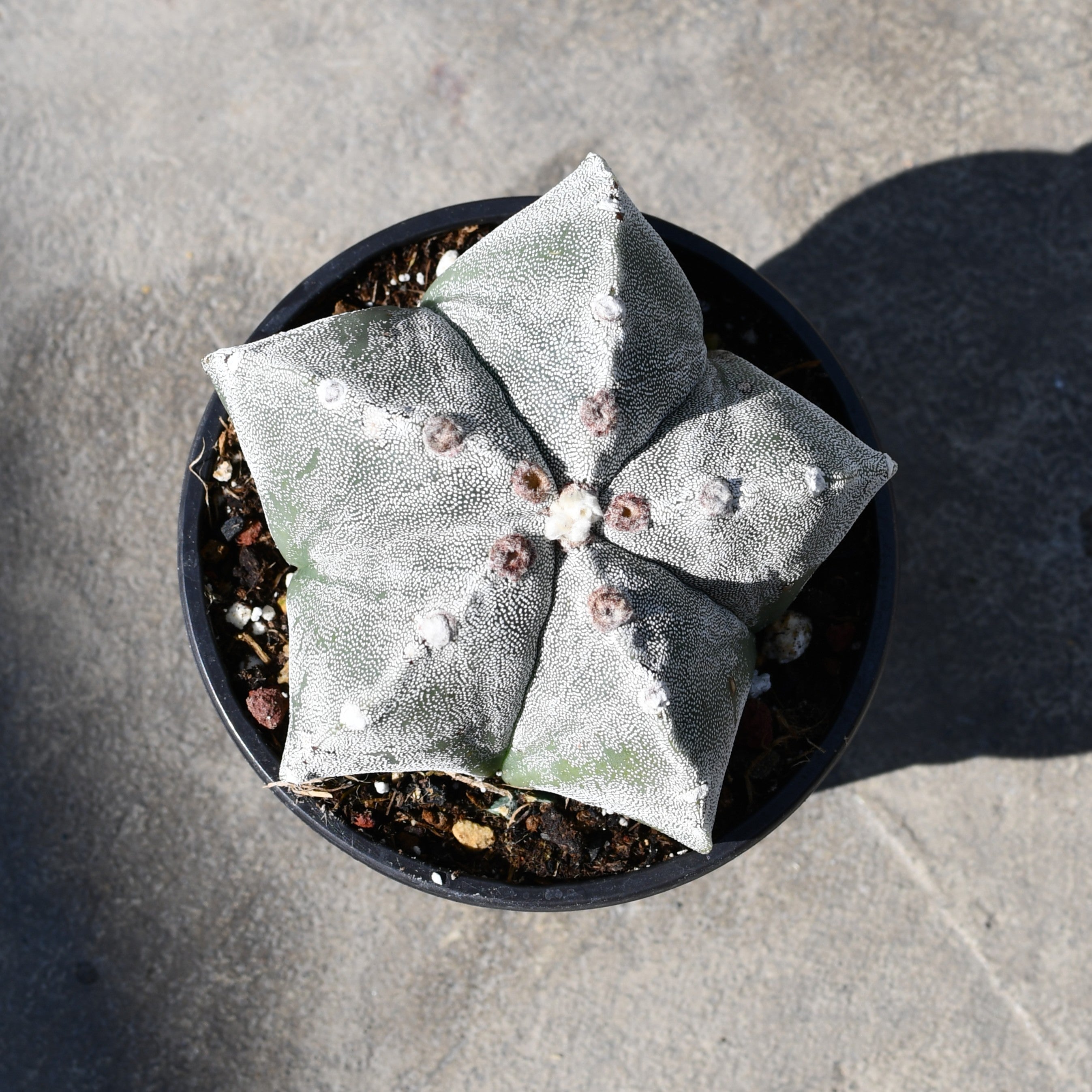 Astrophytum | Plants | Serres Lavoie