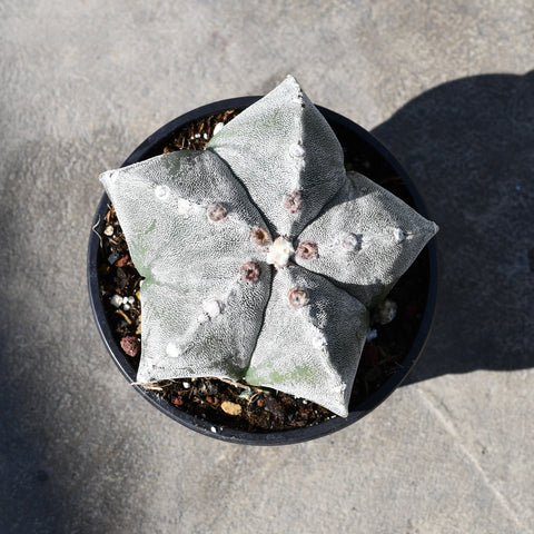 Astrophytum myriostigma