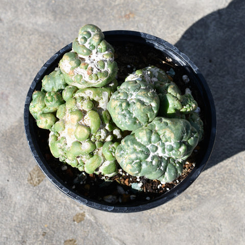 Coryphantha elephantidens 'Monstruose'