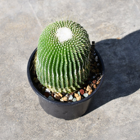 Notocactus Leninghausii Inermis