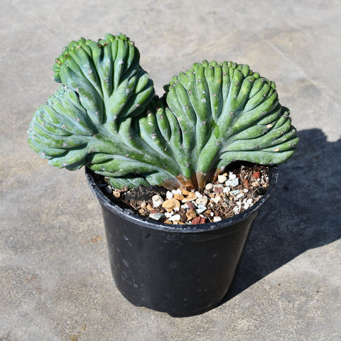 Myrtillocactus geometrizans f. cristata