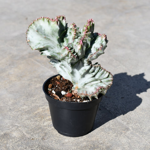 Euphorbia lactea cv. White Ghost f. cristata