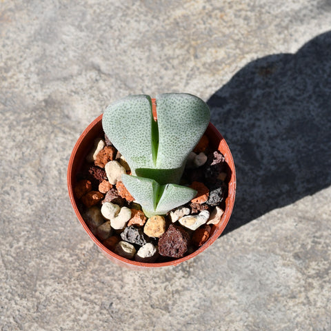 Cheiridopsis speciosa