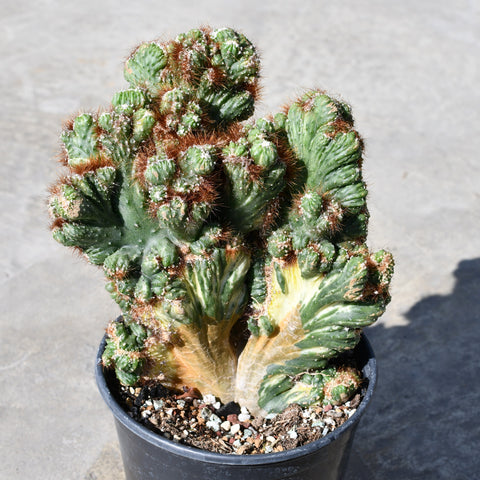 Cereus peruvianus f. monstruosa variegata