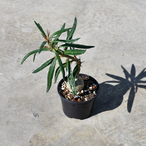 Pachypodium succulentum