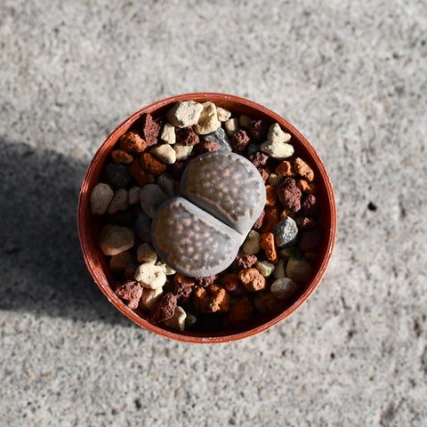 Lithops sp.