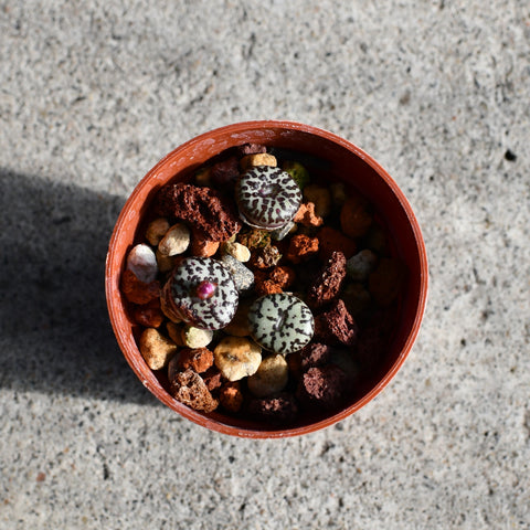 Conophytum minimum Witterbergense