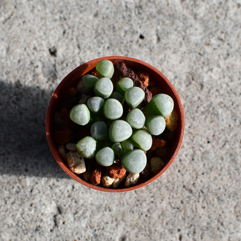 Fenestraria aurantiaca