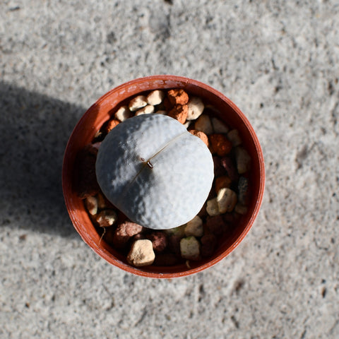 Dinteranthus pole-evansii