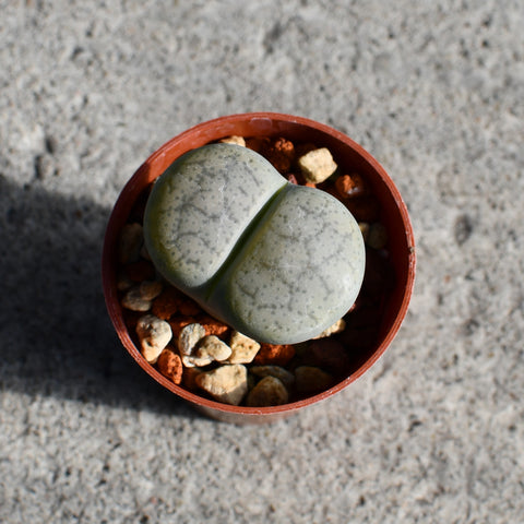 Lithops sp.