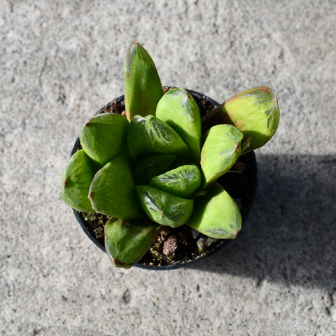 Haworthia truncata × retusa
