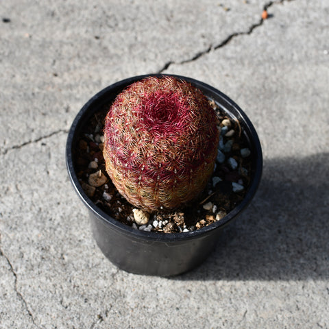 Echinocereus rigidissimus subs. rubispinus