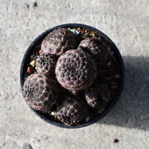Sulcorebutia rauschii violacidermis
