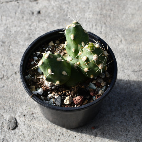 Tephrocactus neuquensis