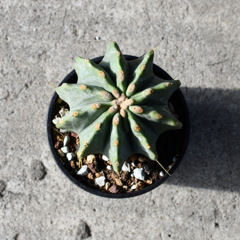 Ferocactus glaucescens cv. Inermis
