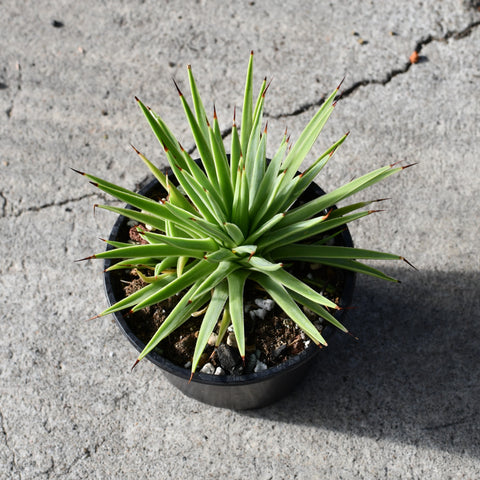 Agave stricta f. Nana