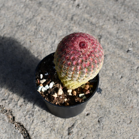 Echinocereus rigidissimus subs. rubispinus