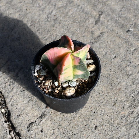 Astrophytum myriostigma variegata