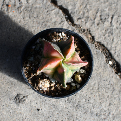Astrophytum myriostigma variegata