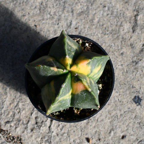 Astrophytum myriostigma variegata