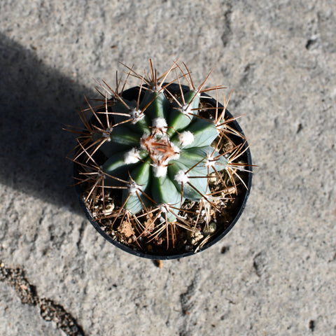 Melocactus azureus