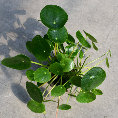 Pilea peperomioides