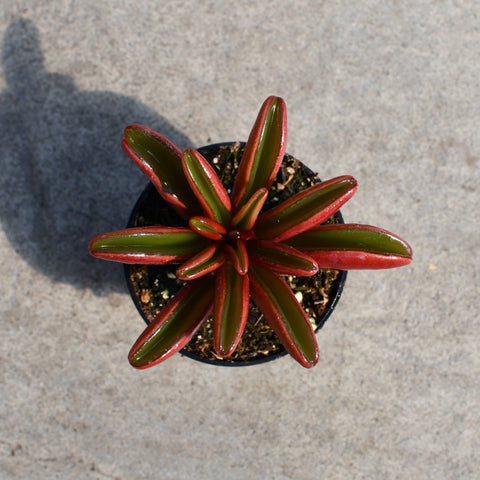 Peperomia graveolens