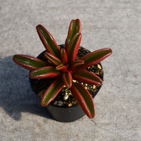 Peperomia graveolens