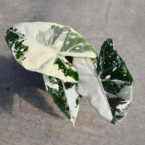 Alocasia 'Frydek' f. variegata