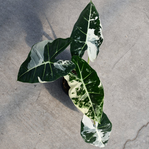 Alocasia 'Frydek' f. variegata