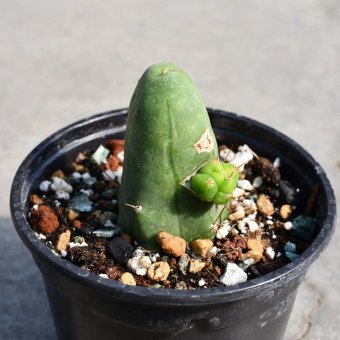 Echinopsis lageniformis f. monstruose