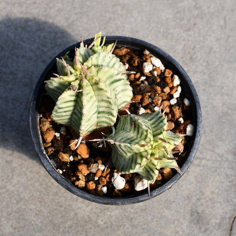 Euphorbia pulvinata f. variegata