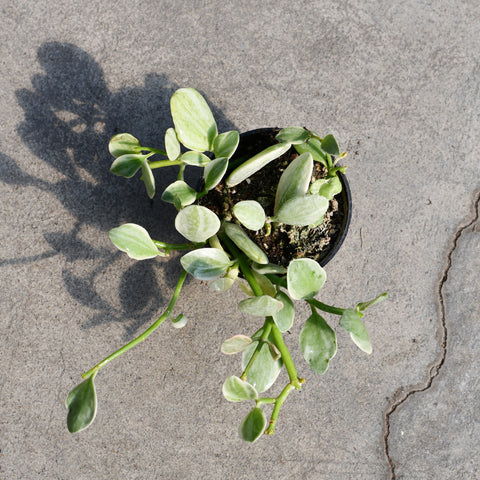 Dischidia ionantha f. variegata
