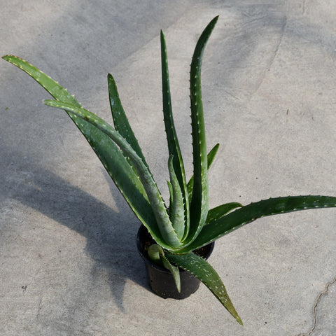 Aloe vera