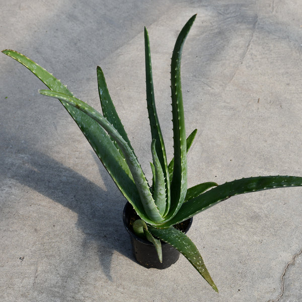 prix aloe vera plante Aloe vera | Succulentes